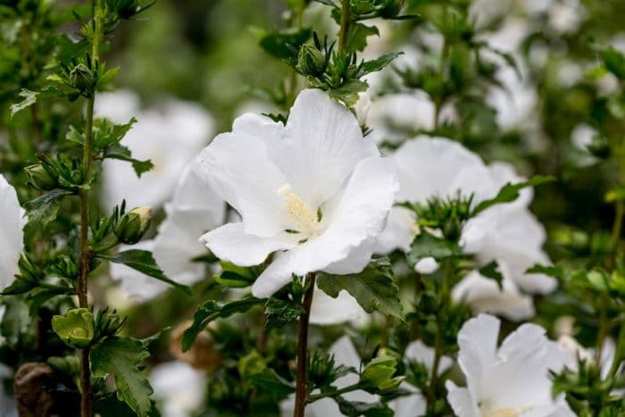 rose of Sharon 'William R. Smith'