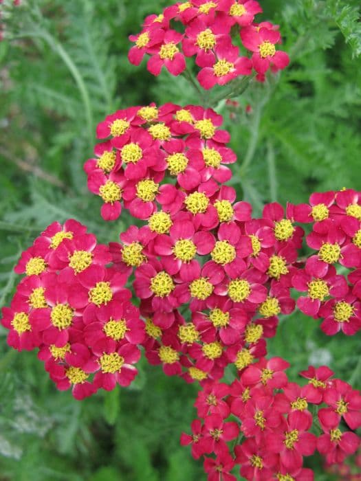 yarrow 'Paprika'