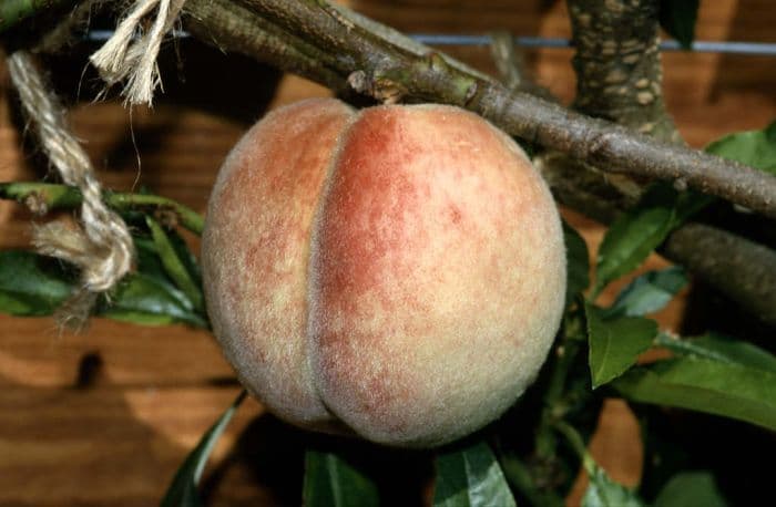 peach 'Duke of York'