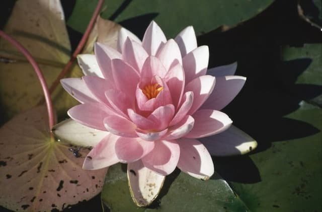 Waterlily 'Darwin'