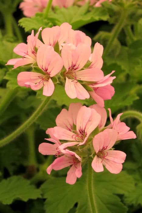 pelargonium 'Attar of Roses'