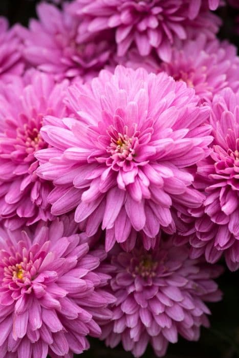 chrysanthemum 'Amiko violet'