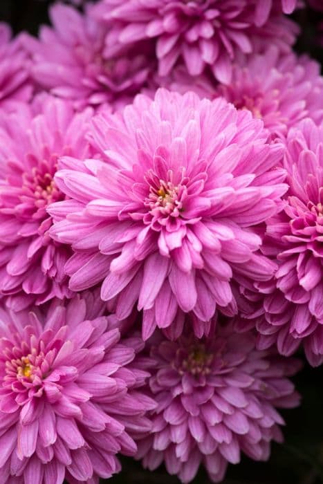 Chrysanthemum 'Amiko violet'