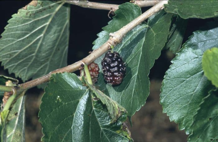 black mulberry