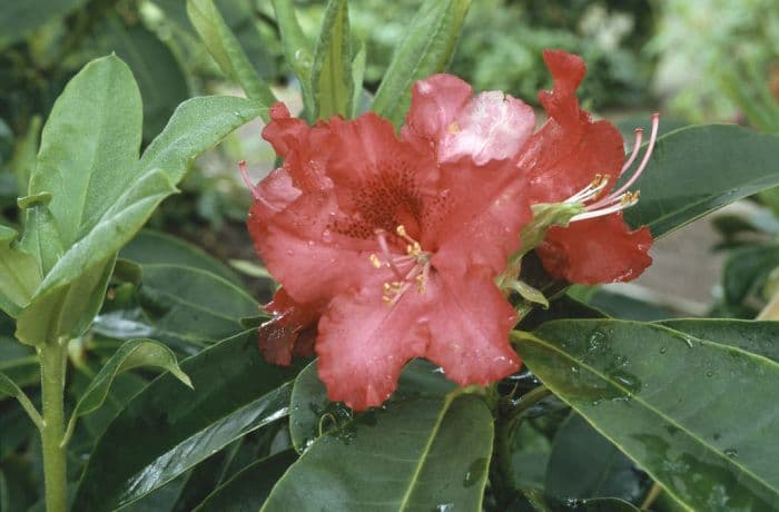 rhododendron 'Kluis Sensation'