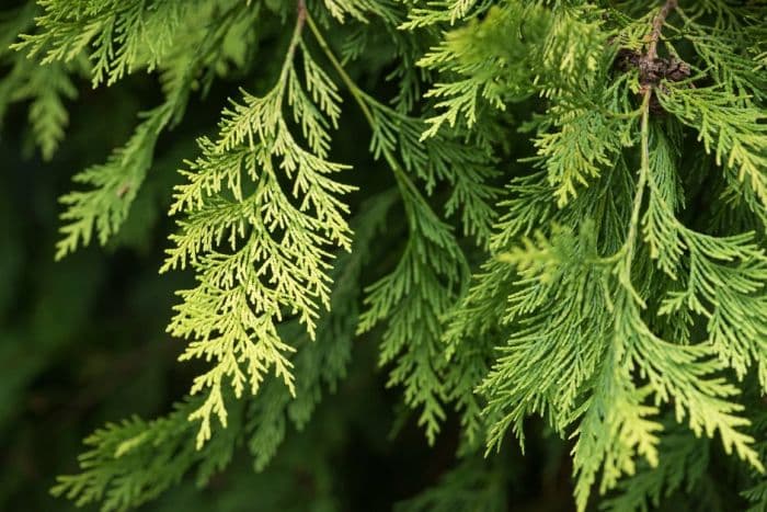 Lawson's cypress 'Howarth's Gold'