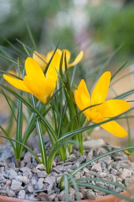 crocus 'Golden Yellow'