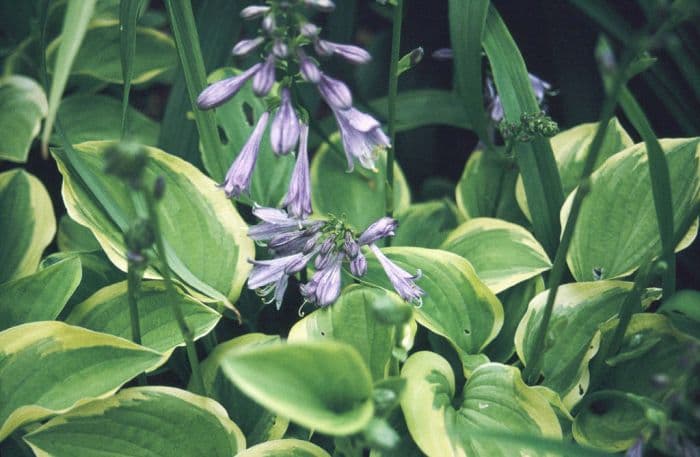 plantain lily 'Golden Tiara'