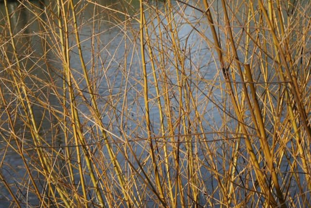 White willow 'Golden Ness'