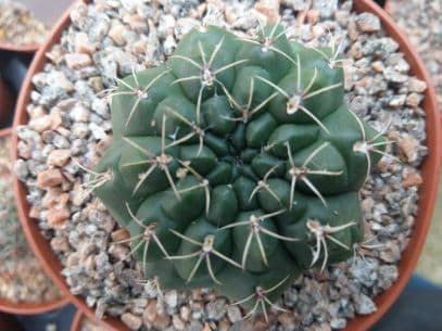 Dwarf chin cactus