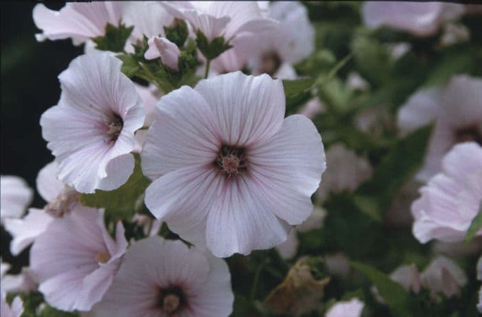 tree mallow 'Pink Beauty'