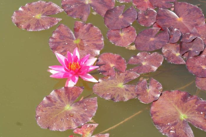 waterlily 'Lucida'