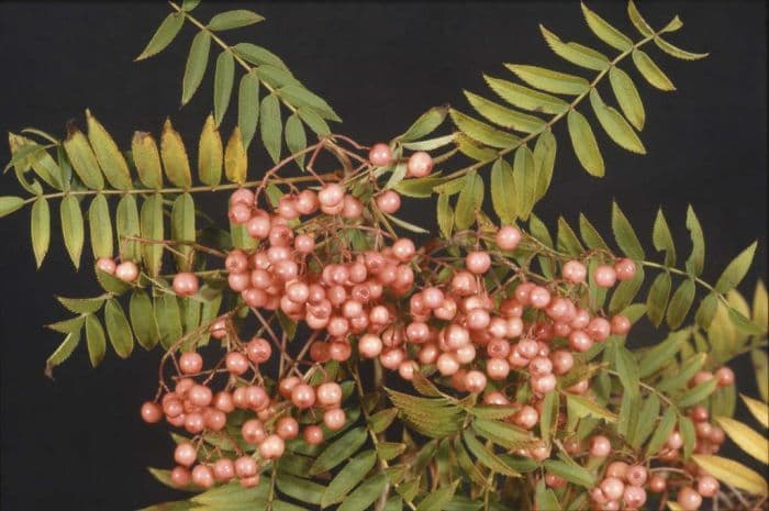 mountain ash 'Eastern Promise'