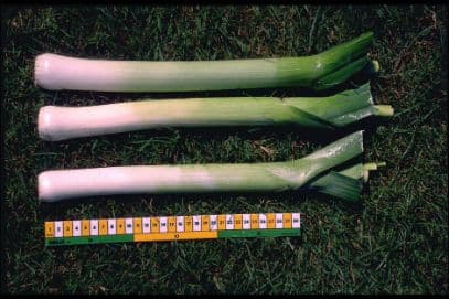 leek 'Carlton'