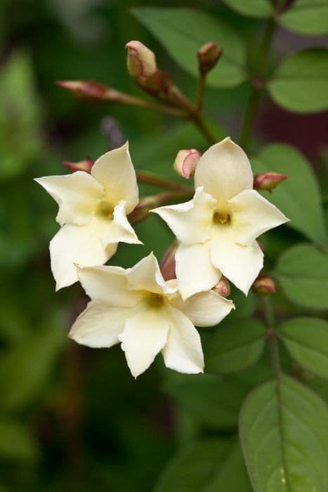 jasmine 'Devon Cream'