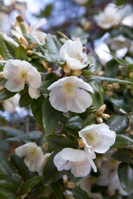 Nymans eucryphia