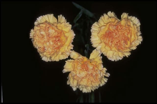 Perpetually flowering carnation 'Mambo'