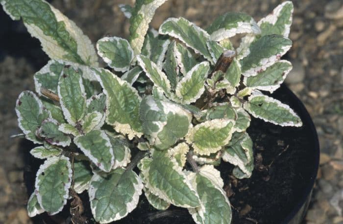 variegated water figwort