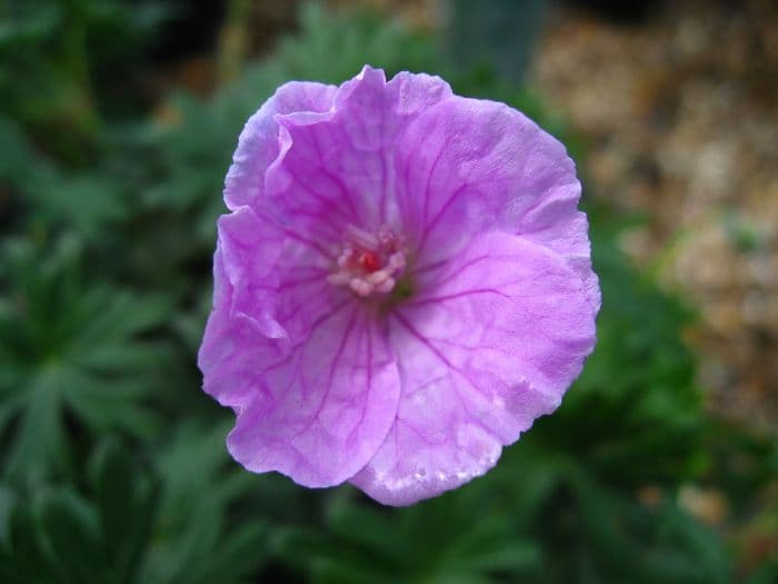 bloody cranesbill 'Glenluce'