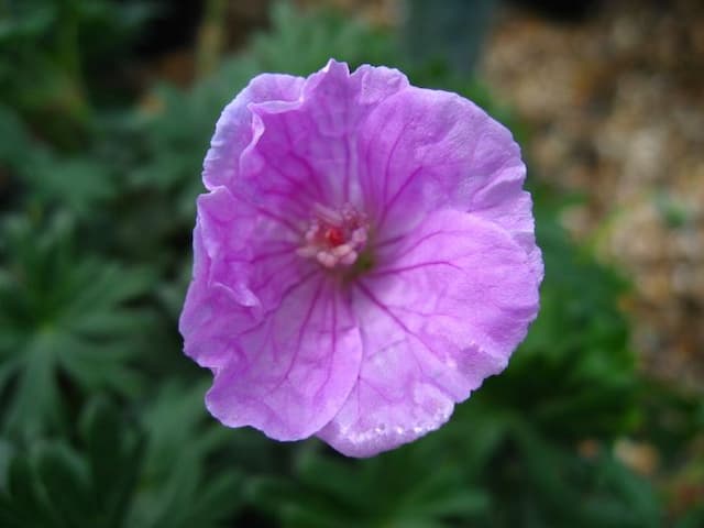 Bloody cranesbill 'Glenluce'