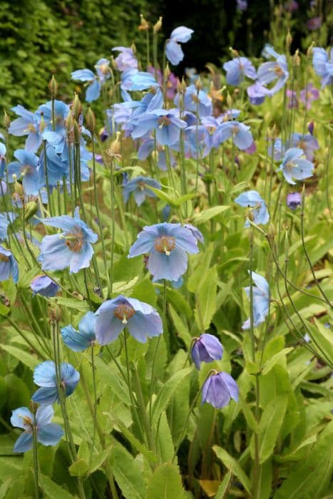 Himalayan blue poppy 'P.C. Abildgaard'