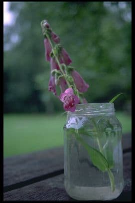 penstemon 'Pensham Victoria Plum'