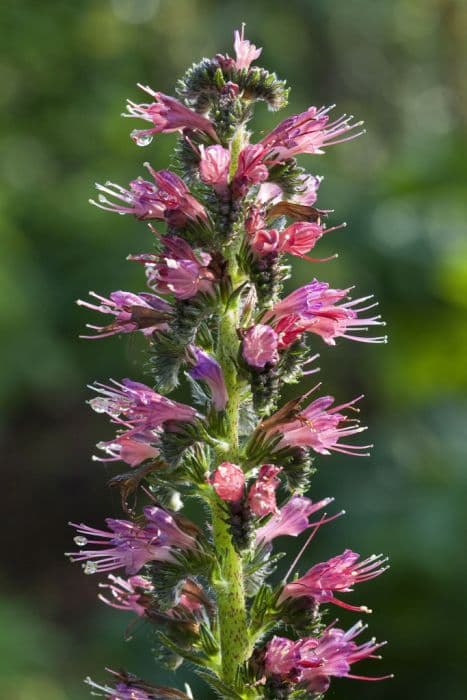 red-flowered viper's grass