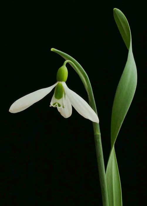 slender snowdrop 'Corkscrew'