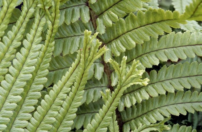 scaly male fern 'Polydactyla Mapplebeck'