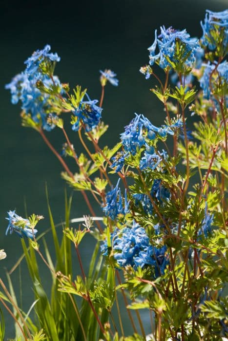 corydalis 'Blue Panda'