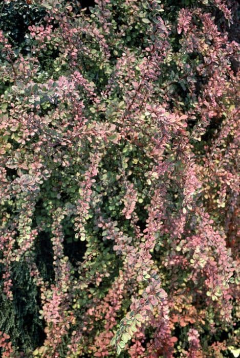 Japanese barberry