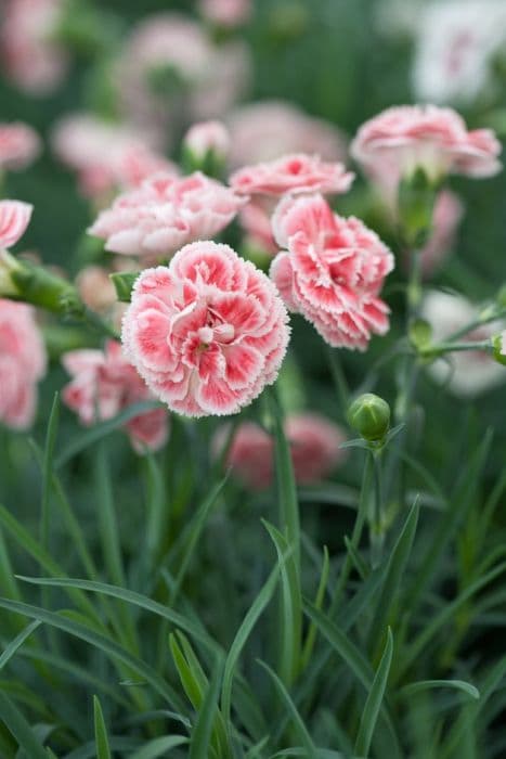 pink 'Coral Reef'