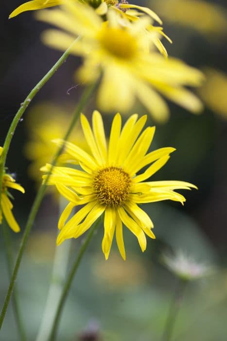 Austrian leopard's bane