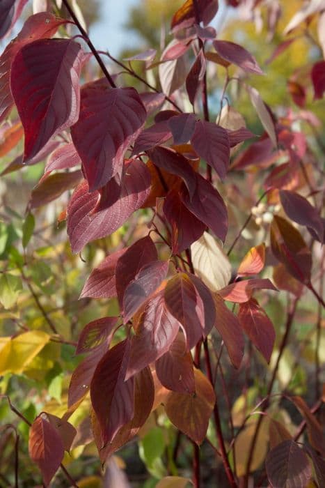 dogwood 'Bloodgood'