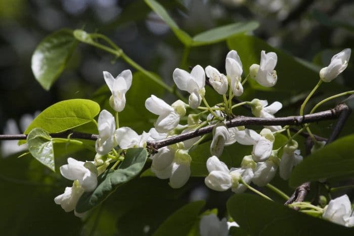 Judas tree white-form