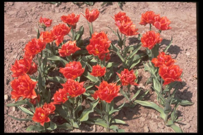 tulip 'Oranje Nassau'