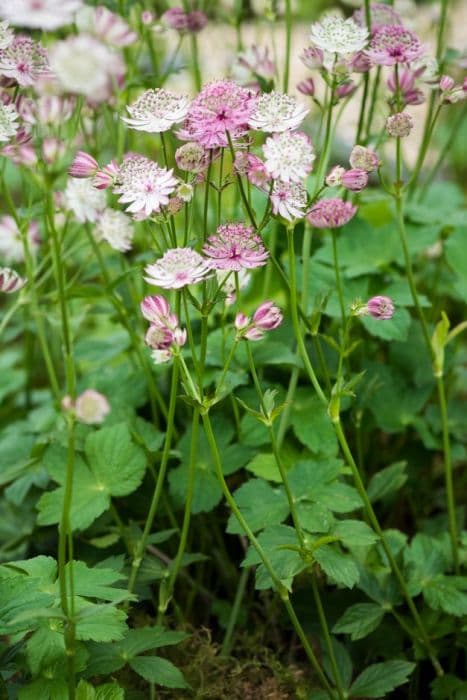 Masterwort 'Pink Surprise'