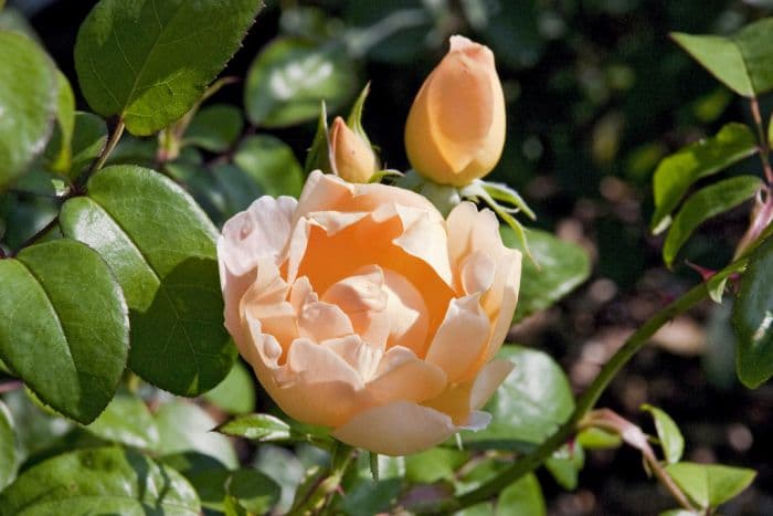rose [Comtes de Champagne]