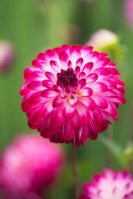 dahlia 'Little Robert'