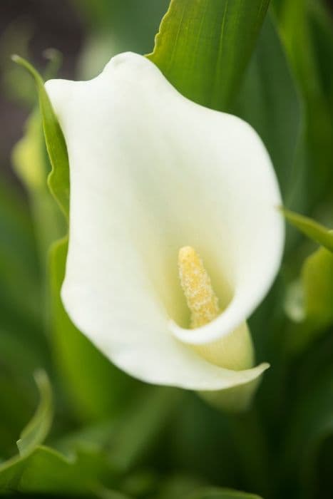 arum lily 'Mint Julip'
