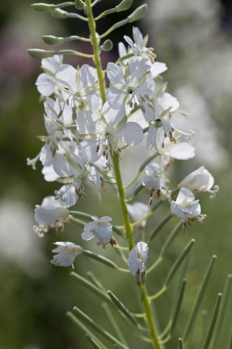 White rosebay willowherb