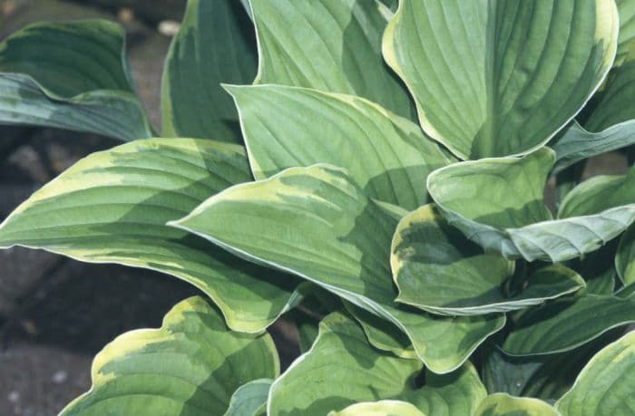 gold-edged plantain lily