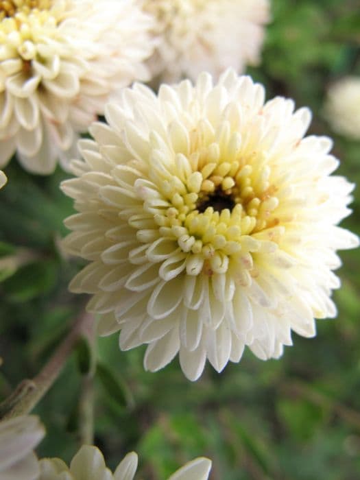 Chrysanthemum 'Angelic'