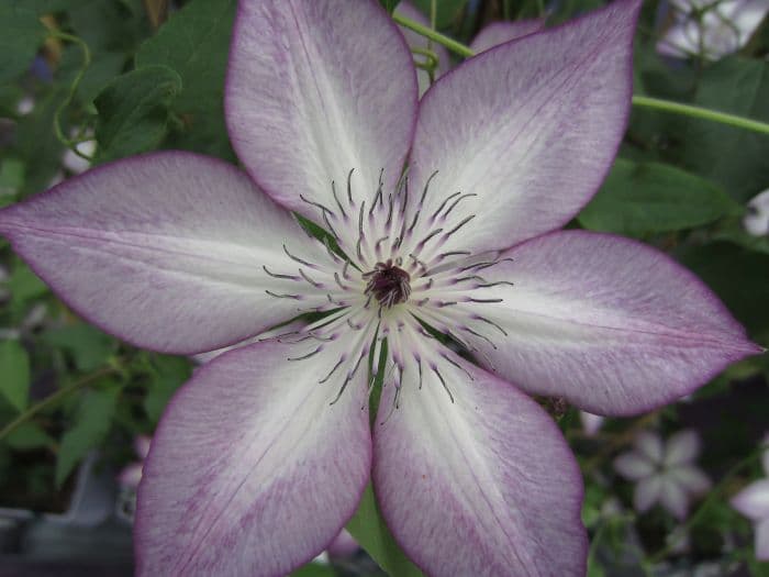 clematis 'Fond Memories'