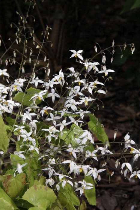 barrenwort 'Wudang Star'