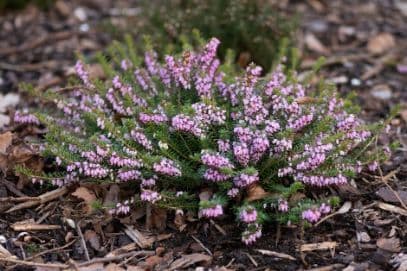 heather 'Aztec Gold'