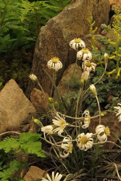 Common mountain daisy