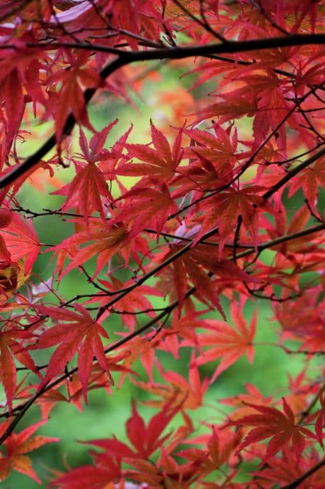 Japanese maple 'Shojo-shidare'