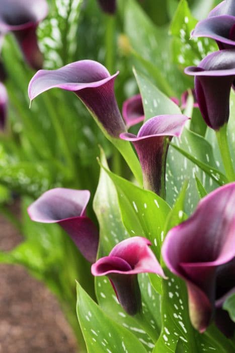 arum lily 'Cantor'