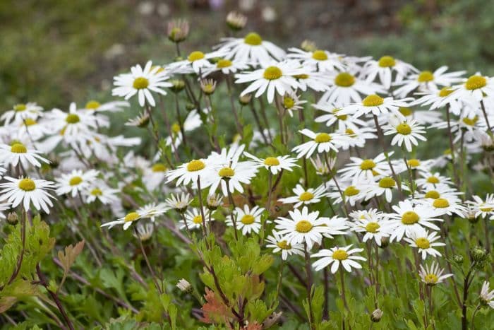 Hokkaido chrysanthemum